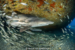 Sand Tiger Swirl
Bait fish swirl around a sand tiger sha... by Tanya Houppermans 